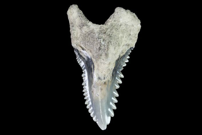 Hemipristis Shark Tooth Fossil - Virginia #96685